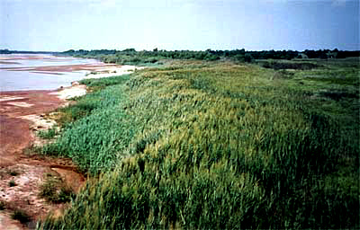 Wetlands & Streambanks 1