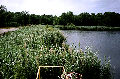 Wetlands & Streambanks 2