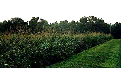 Wetlands & Streambanks 3